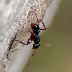 Rhytidoponera aspera at Cuumbeun Nature Reserve - 20 Apr 2024 08:58 AM