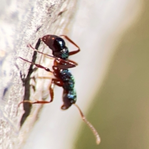 Rhytidoponera aspera at Cuumbeun Nature Reserve - 20 Apr 2024