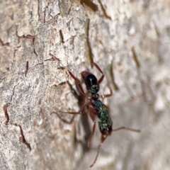 Rhytidoponera aspera at Cuumbeun Nature Reserve - 20 Apr 2024 08:58 AM