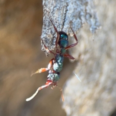 Rhytidoponera aspera at Cuumbeun Nature Reserve - 20 Apr 2024