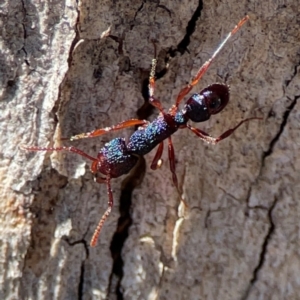 Rhytidoponera aspera at Cuumbeun Nature Reserve - 20 Apr 2024