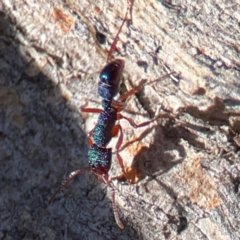 Rhytidoponera aspera at Cuumbeun Nature Reserve - 20 Apr 2024