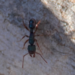 Rhytidoponera aspera at Cuumbeun Nature Reserve - 20 Apr 2024