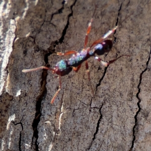 Rhytidoponera aspera at Cuumbeun Nature Reserve - 20 Apr 2024