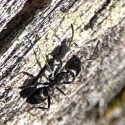 Dolichoderinae (subfamily) at Carwoola, NSW - 19 Apr 2024 by Hejor1