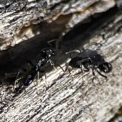 Dolichoderinae (subfamily) at Cuumbeun Nature Reserve - 20 Apr 2024