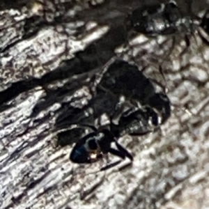 Dolichoderinae (subfamily) at Cuumbeun Nature Reserve - 20 Apr 2024