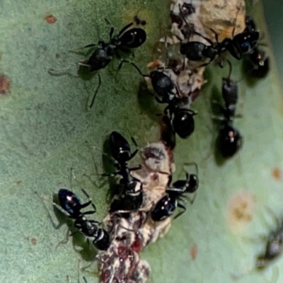 Ochetellus sp. (Unidentified Ochetellus ant) at QPRC LGA - 19 Apr 2024 by Hejor1