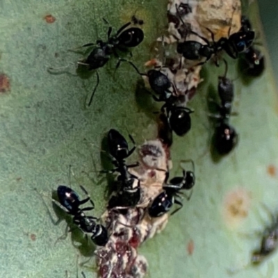 Ochetellus sp. (Unidentified Ochetellus ant) at QPRC LGA - 20 Apr 2024 by Hejor1