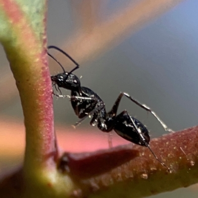 Camponotus sp. (genus) (A sugar ant) at Cuumbeun Nature Reserve - 19 Apr 2024 by Hejor1