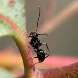 Camponotus sp. (genus) at QPRC LGA - 20 Apr 2024 09:04 AM