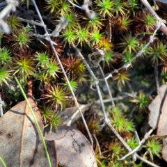 Polytrichaceae sp. (family) at QPRC LGA - 20 Apr 2024 by Hejor1