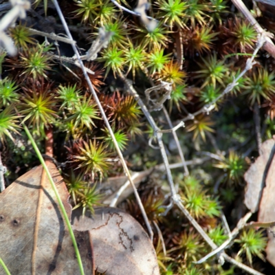 Unidentified Moss, Liverwort or Hornwort at Carwoola, NSW - 19 Apr 2024 by Hejor1