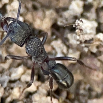 Rhytidoponera sp. (genus) (Rhytidoponera ant) at Cuumbeun Nature Reserve - 20 Apr 2024 by Hejor1