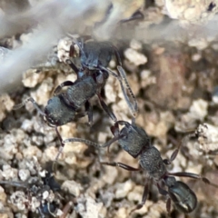 Rhytidoponera sp. (genus) at Cuumbeun Nature Reserve - 20 Apr 2024