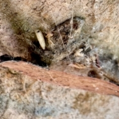 Unverified Spider at GG182 - 19 Apr 2024 by KMcCue
