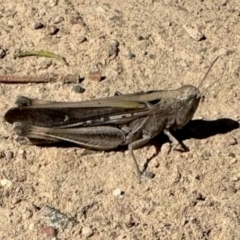 Caledia captiva (grasshopper) at Mulligans Flat - 19 Apr 2024 by KMcCue