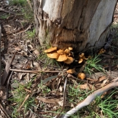 Gymnopilus junonius (Spectacular Rustgill) at Dickson Wetland Corridor - 26 May 2022 by icrawford@iinet.net.au