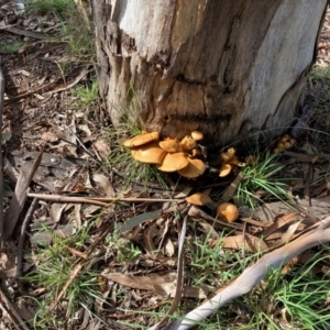 Gymnopilus junonius at Dickson Wetland Corridor - 26 May 2022