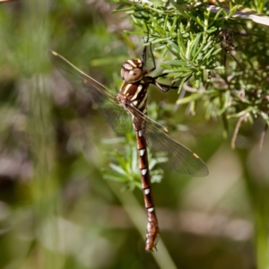 Austroaeschna pulchra at Gibraltar Pines - 25 Feb 2024