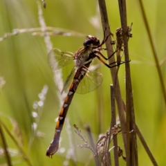 Austroaeschna pulchra at Gibraltar Pines - 25 Feb 2024