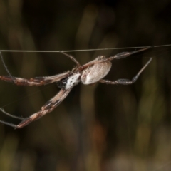 Trichonephila edulis (Golden orb weaver) at Sutton, NSW - 19 Apr 2024 by AlisonMilton