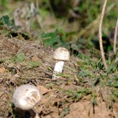 Unidentified Fungus at Strathnairn, ACT - 20 Apr 2024 by Kurt