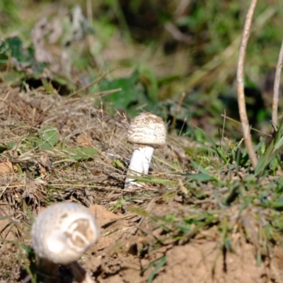 Unidentified Fungus at Strathnairn, ACT - 20 Apr 2024 by Kurt