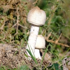 Macrolepiota sp. at Ginninderry Conservation Corridor - 20 Apr 2024