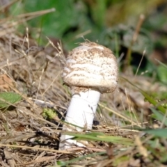 Macrolepiota sp. at Ginninderry Conservation Corridor - 20 Apr 2024 03:50 PM