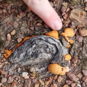 Trametes coccinea at QPRC LGA - suppressed