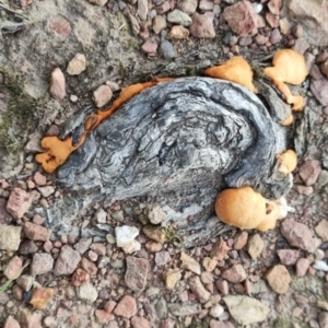 Trametes coccinea at QPRC LGA - suppressed