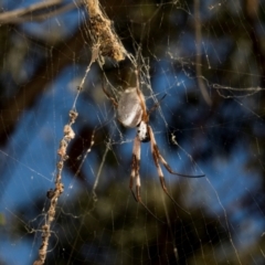 Trichonephila edulis (Golden orb weaver) at Sutton, NSW - 19 Apr 2024 by AlisonMilton