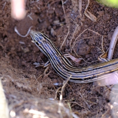 Ctenotus taeniolatus (Copper-tailed Skink) at Strathnairn, ACT - 20 Apr 2024 by Kurt