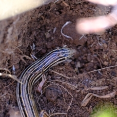 Ctenotus taeniolatus at Ginninderry Conservation Corridor - 20 Apr 2024