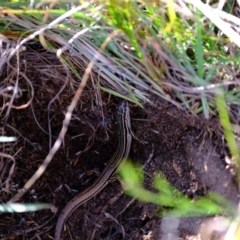 Ctenotus taeniolatus at Ginninderry Conservation Corridor - 20 Apr 2024