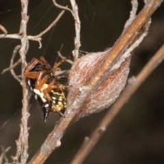 Austracantha minax (Christmas Spider, Jewel Spider) at Mulligans Flat - 18 Apr 2024 by AlisonMilton