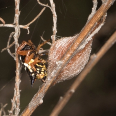 Austracantha minax (Christmas Spider, Jewel Spider) at Mulligans Flat - 18 Apr 2024 by AlisonMilton