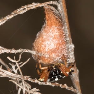 Austracantha minax at Mulligans Flat - 19 Apr 2024