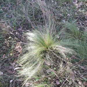 Nassella trichotoma at Mount Majura - 20 Apr 2024