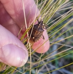 Omyta centrolineata (Centreline Shield Bug) at Bungendore, NSW - 20 Apr 2024 by clarehoneydove