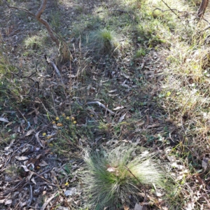 Nassella trichotoma at Mount Majura - 20 Apr 2024