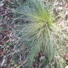 Nassella trichotoma at Mount Majura - 20 Apr 2024