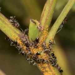 Sextius virescens (Acacia horned treehopper) at Sutton, NSW - 19 Apr 2024 by AlisonMilton