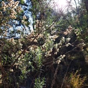 Cassinia quinquefaria at Mount Majura - 20 Apr 2024