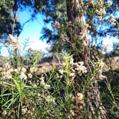 Cassinia quinquefaria at Mount Majura - 20 Apr 2024 03:41 PM