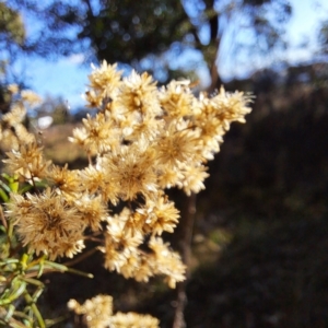 Cassinia quinquefaria at Mount Majura - 20 Apr 2024