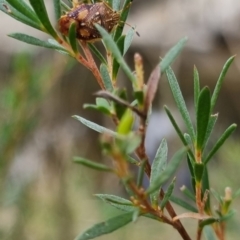 Anischys luteovarius (A shield bug) at QPRC LGA - 19 Apr 2024 by clarehoneydove