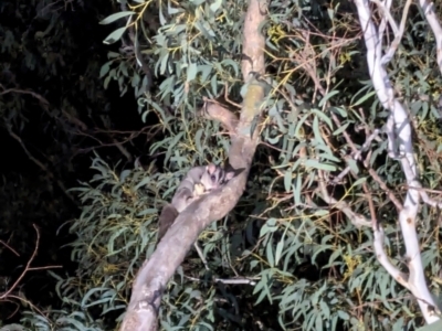 Petaurus notatus (Krefft’s Glider, formerly Sugar Glider) at Mount Majura - 20 Apr 2024 by WalterEgo