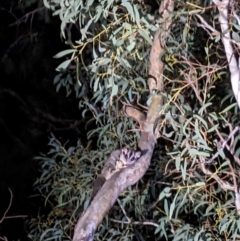 Petaurus notatus at Mount Majura - 20 Apr 2024 06:35 PM